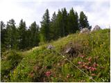 Najberž - Petzen (Kordeschkopf) (Peca (Kordeževa glava))